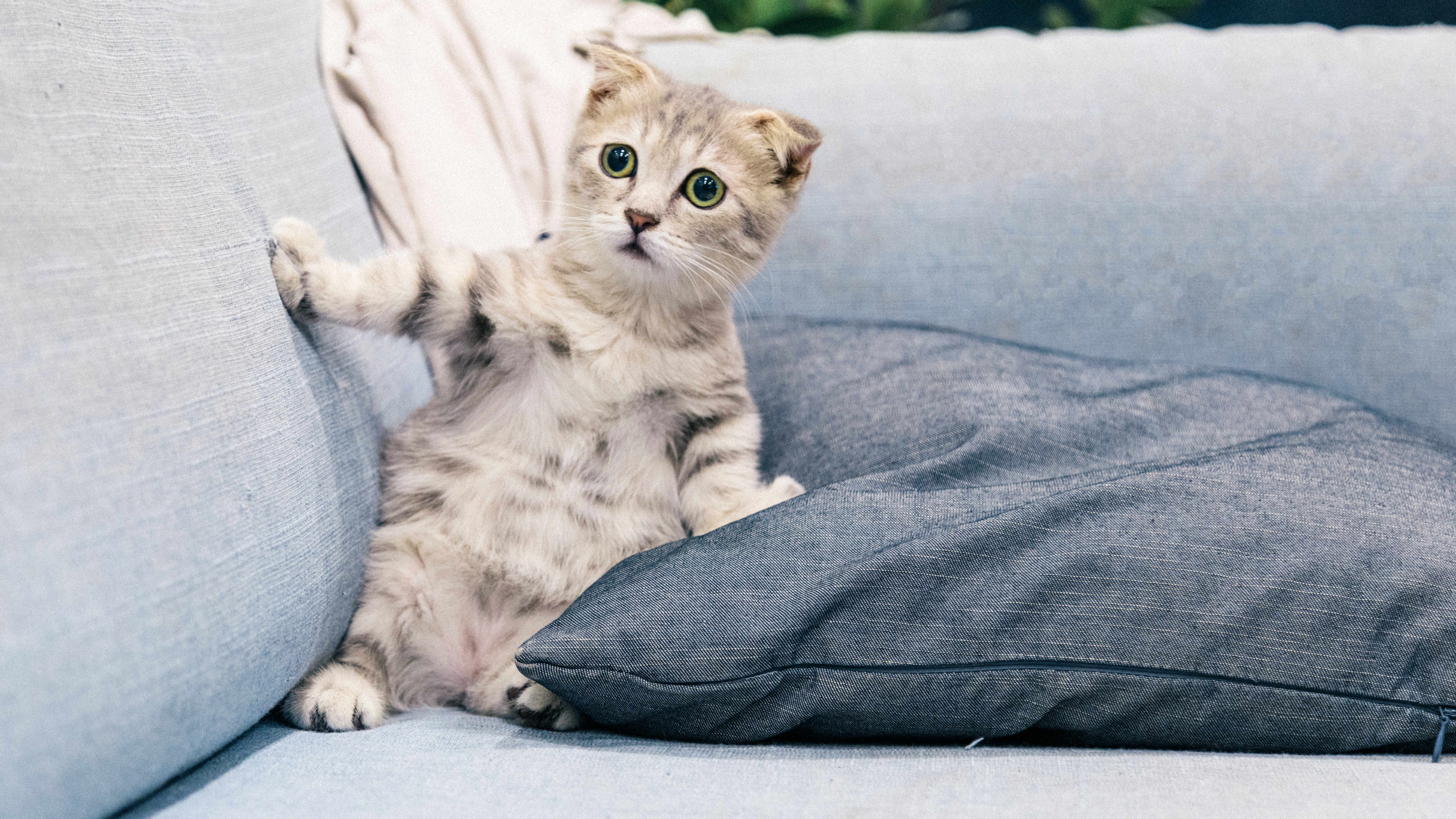 cat on sofa