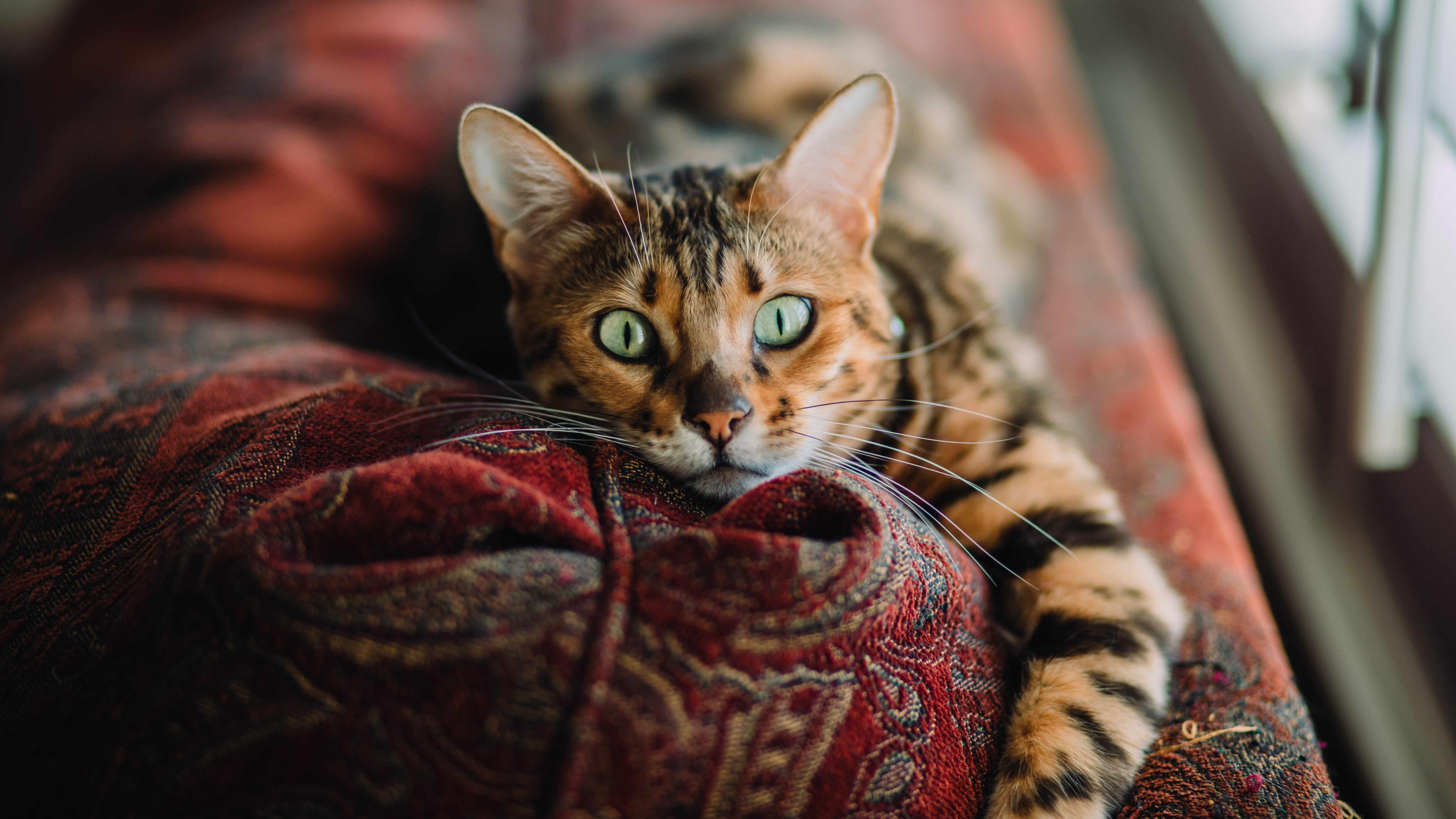 cat on sofa