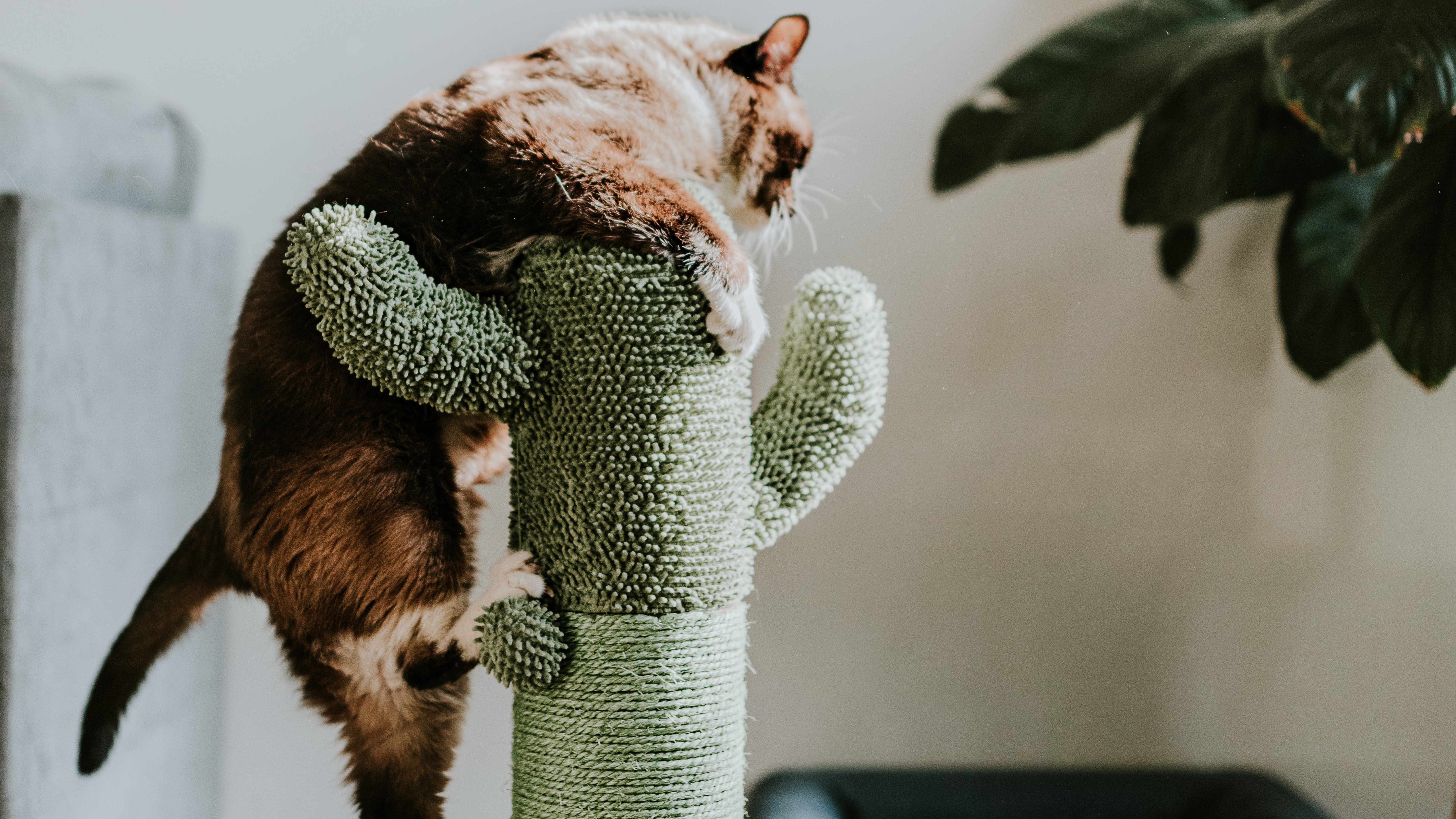 cat playing on scratch post