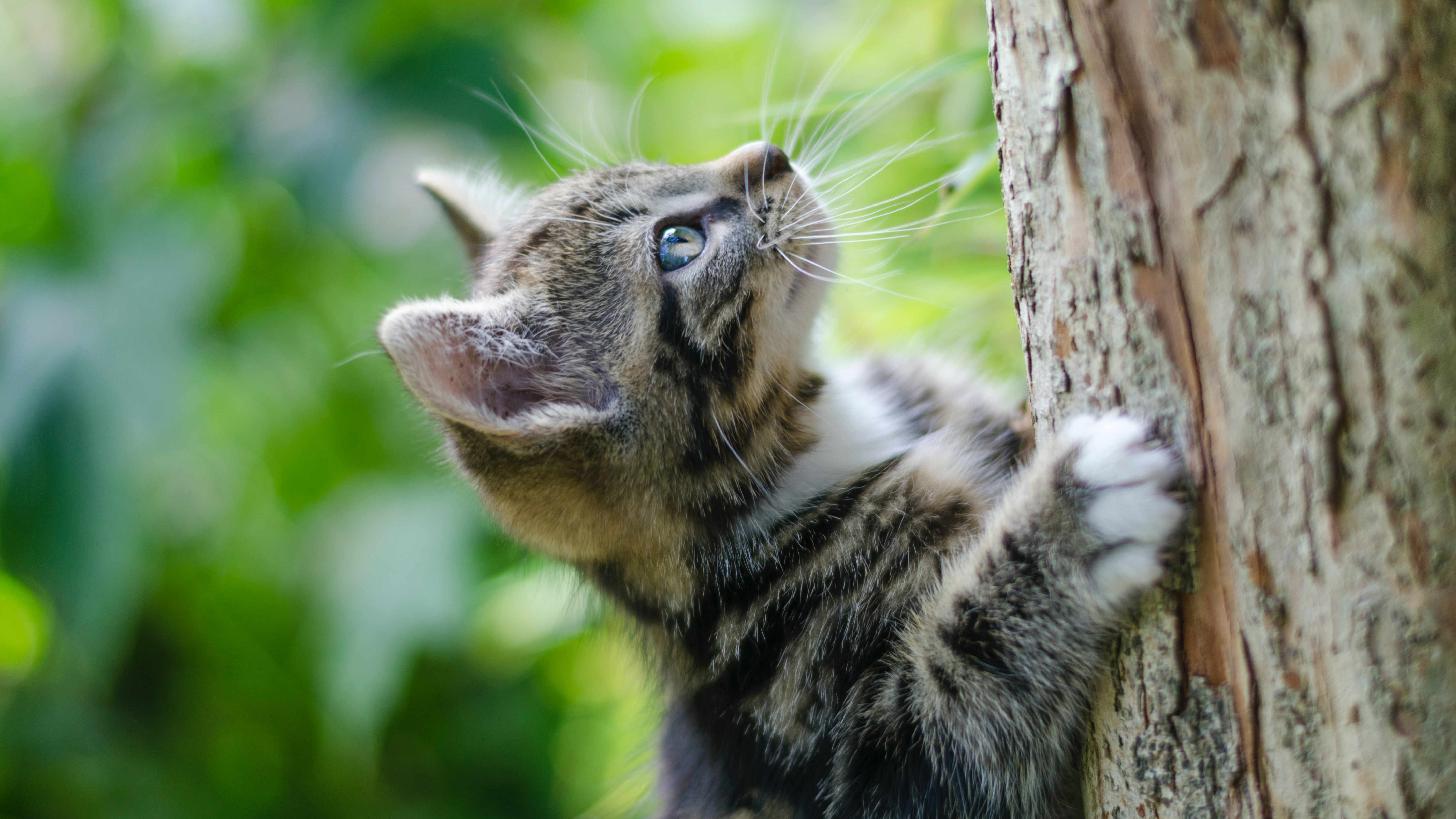 cat scratching tree